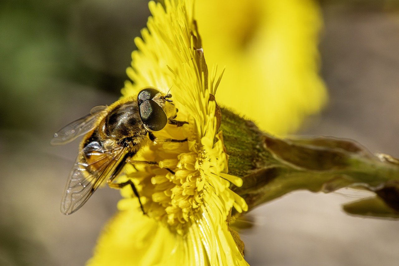 How Technology is Transforming Biodiversity Conservation